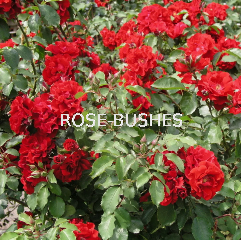 ����� ������. Roter Korsar. (����.����)